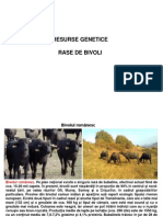 Rase de bivoli.pdf