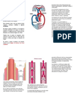 Sistema Circulatorio