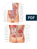 Láminas anatomia