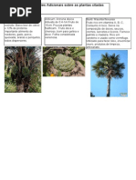 Plantas Uteis a Sobrevivencia No Pantanal