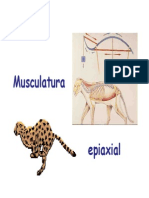 Musculatura epiaxial: sistemas y funciones