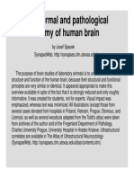 HumanBrainAnatomy Spacek