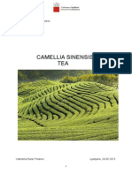 Camellia Sinensis Green Tea and Antioxidants