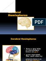 Neuroanatomy Cerebral Hemispheres