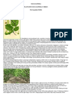 Uzgoj Lešnika PDF