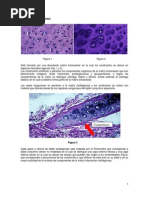 TEJIDO_CARTILAGINOSO