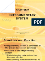 Integumentary System Structure Functions Disorders