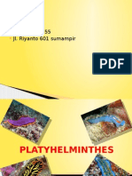 The Real Platyhelminthes