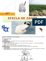 Sfecla de Zahar Si Cartoful