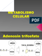 A 1 - Metabolismo Celular