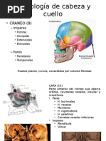 Anatomia Intraoral 