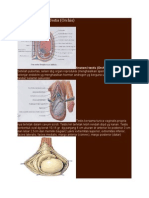 Anatomi Fisiologi Testis