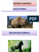 Endangered Animals: Black Rhino