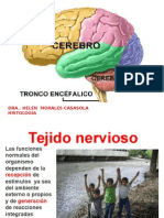  Clase Cerebro y Embriologia