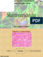 2013 Matriz Extracelular