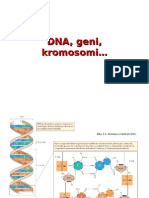 DNA, Geni, Kromosomi...