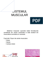 14 Sistemul Muscular