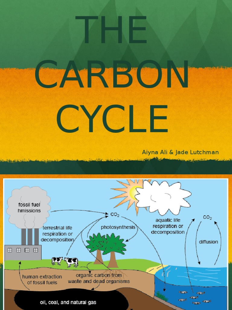 Understanding the Carbon Cycle | PDF | Technology & Engineering