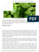 Alfavaca - Ocimum Gratissimum