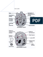 Cell Injury: Reversible and Irreversible