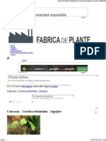 Ingrijire planta Colocasia.pdf