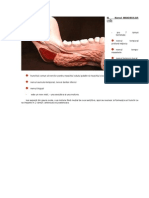 Mandibular