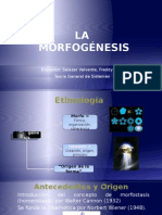 15 Morfogénesis