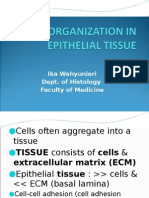 Cell Organization in Epithelial Tissue 2013