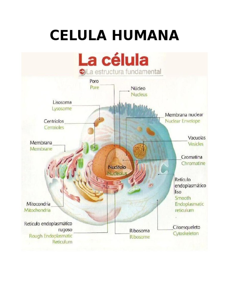 Diagrama De Celula Humana 555x391