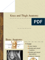 Kneeand Thigh Anatomy