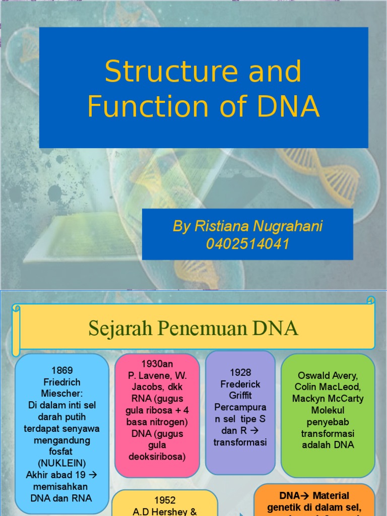 DNA Structure and Function | PDF