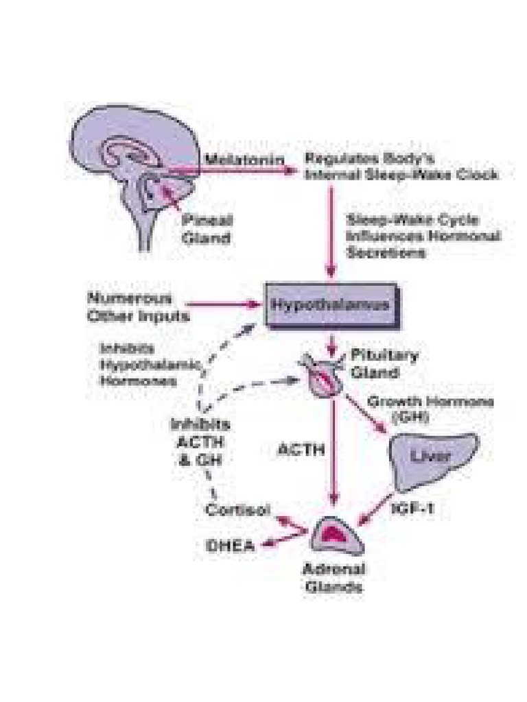 Regulasi Dan Fisiologi  Hormon Tiroid  Regulasi Dan Fisiologi  Hormon Tiroid