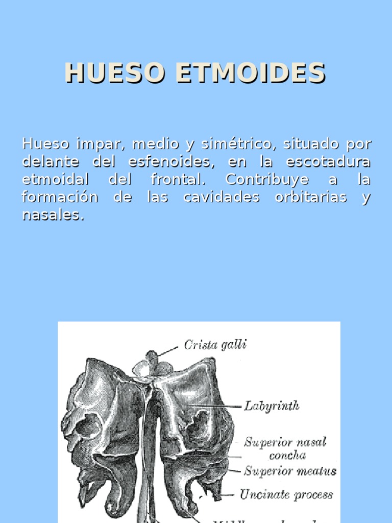 Hueso Etmoides | PDF | Sistema musculoesquelético | Sistema esquelético