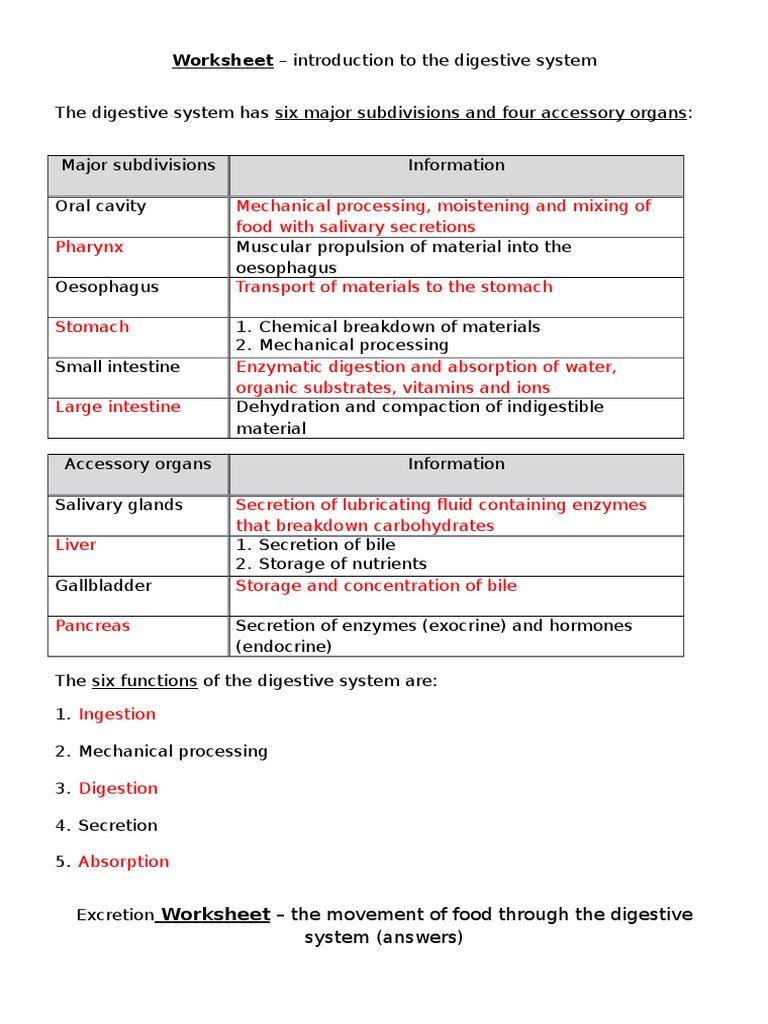 The Digestive System Worksheet Answers - Nidecmege For Digestive System Worksheet Answers