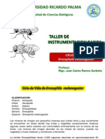 Ciclo de Vida de Drosophyla 