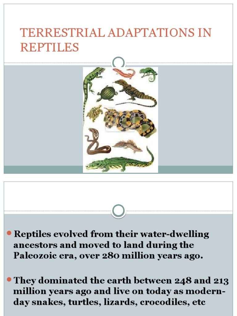TERRESTRIAL ADAPTATIONS IN Reptiles.pptx | Reptile | Egg