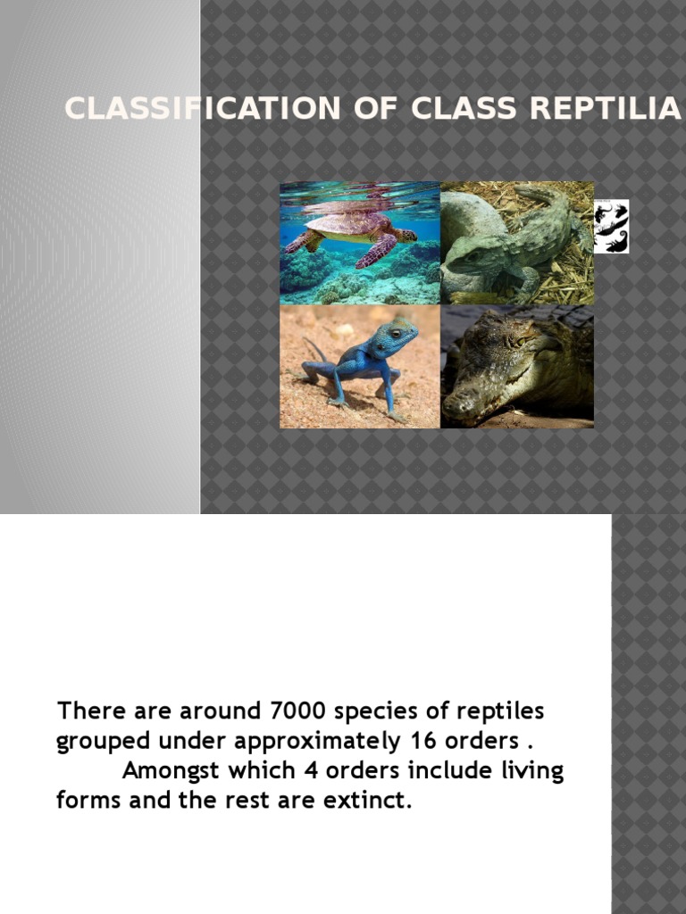Classification of Class Reptilia PDF Reptile Turtle