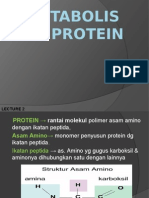 Protein Metabolisme l2