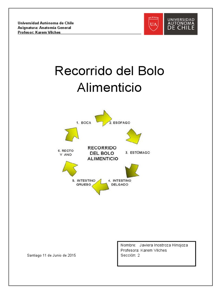 Recorrido del Bolo Alimenticio | PDF | Digestión | Sistema digestivo humano