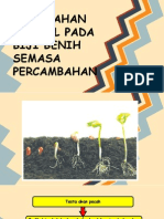 213271502 Peringkat Percambahan Biji Benih