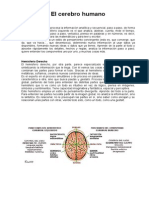 El Cerebro Humano