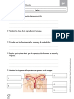 Tema 3 Cono 4º