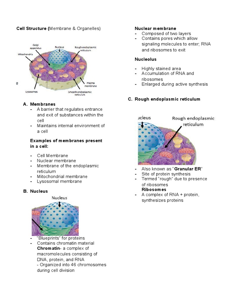Cell Structure (Membrane & Organelles) Nuclear Membrane | PDF | Science ...