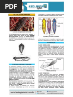 Teoria Platelminto Nematelminto