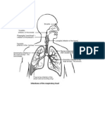 Infections of The Respiratory Tract