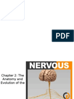 Chapter 2 The Anatomy and Evolution of The Nervous System