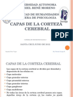 Trabajo Corteza Cerebral 5 de Junio