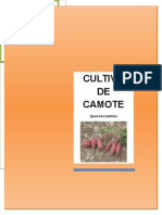 Cultivo de Camote