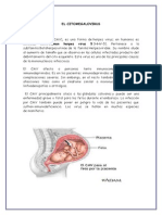 El Citomegalovirus