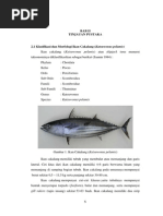 Download Tinjauan Pustaka Ikan Cakalang by Nugroho Resty Kazuki SN270530577 doc pdf